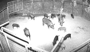 Feral hog population shows no decline