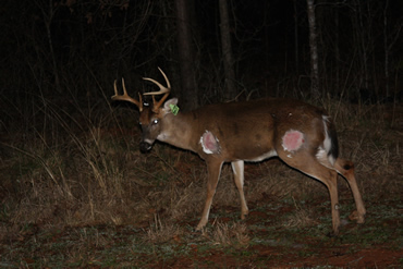 What’s New in Whitetail Research?