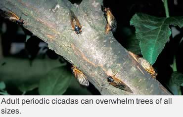 Listen for the cicadas