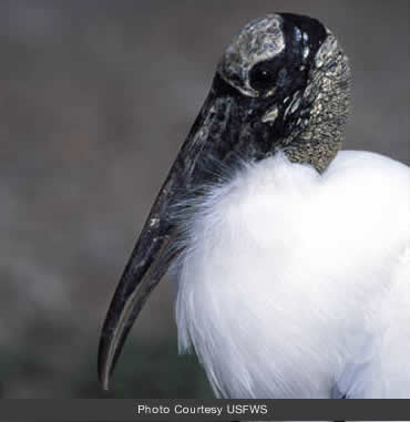 Wood stork colonies continue to grow