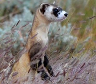 Looking for a few black-footed ferrets