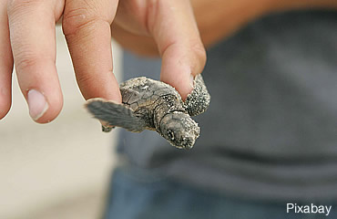 Sea turtles are making history in Georgia