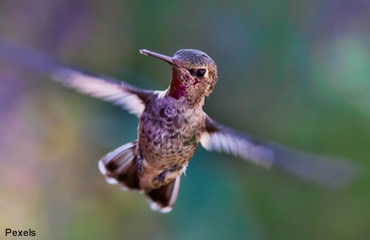 Migration—A big job for a tiny hummingbird