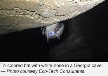 More bad news for our friends, the bats