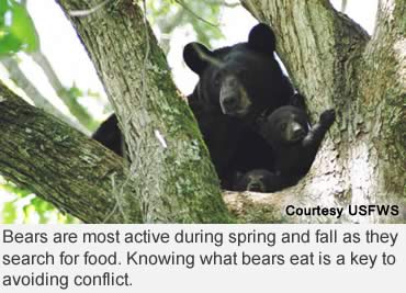 For bear basics, visit BearWise.org