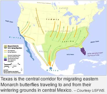 Can you imagine 300 million Monarchs?