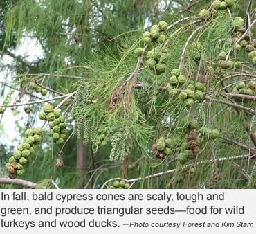 Deciduous conifers late fall beauty—tamaracks and cypress