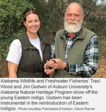 Wild Eastern indigo snake found in Alabama after 6-decade absence