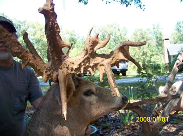 Georgia Buck Gets Its Due