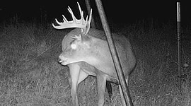 Trail Cams