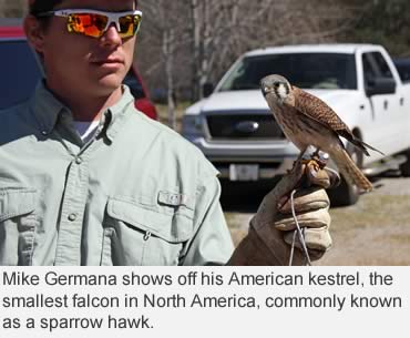 Falconry: A modern art of training hawks to hunt