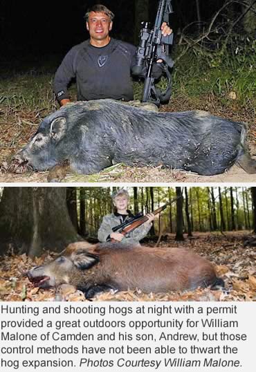 Feral hog problem grows worse