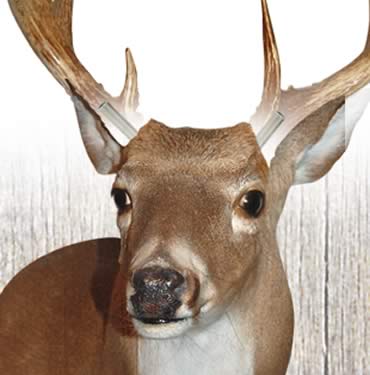 Second Chance Deer Mounts