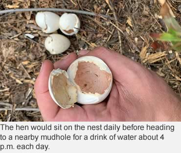 Logging crew protects turkey nest, observes hatch