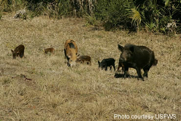 Quick actions needed to control feral hogs on property