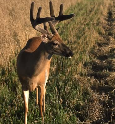 Architectural Whitetails