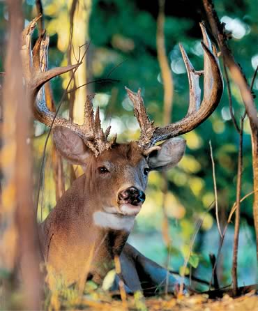 Catch a Buck Napping