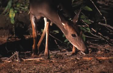 Warm Weather Whitetails