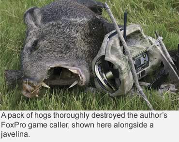Smokin’ White-Hot Hogs