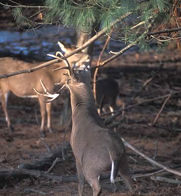 Anatomy of a Buck Rub