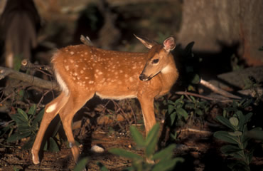 A Buck’s First Year