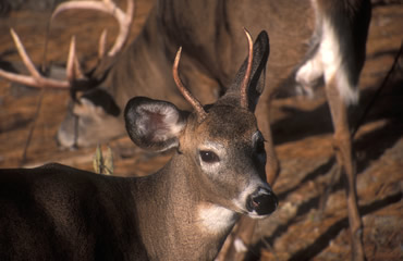 A Buck’s First Year