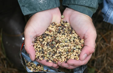 Food Plots