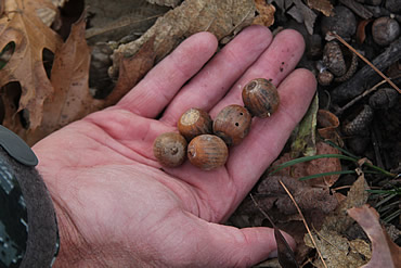 The Magic of Acorns