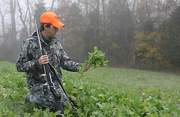 Food Plots and Antlers