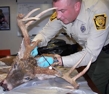 CSI Whitetail