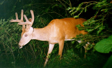 High Mercury Whitetails