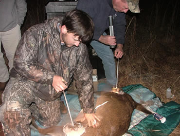 What’s New in Whitetail Research?