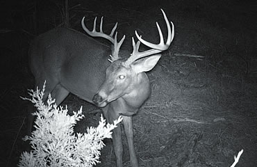 Have Trail Camera, Will Hunt