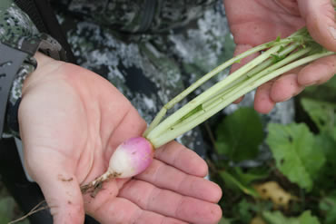 Food Plots with a Purpose