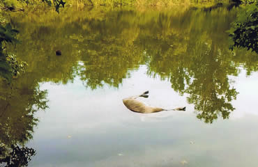 Deer in the Drink