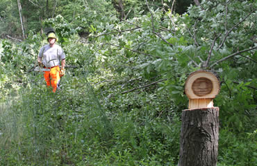 Designer Food Plots