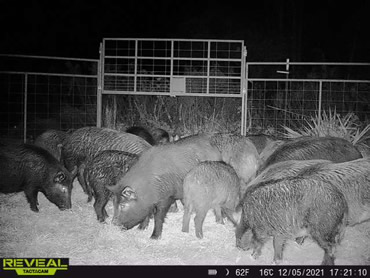 Hog Control