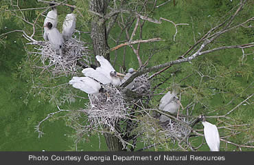 Wood stork colonies continue to grow