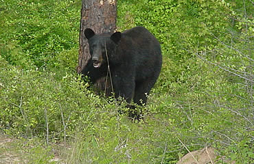 Don’t attract bears—stash your trash!