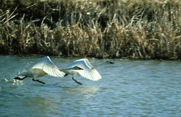 Photos courtesy USFWS