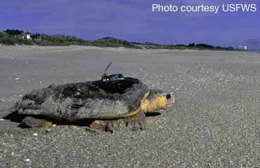 Sea turtles are making history in Georgia