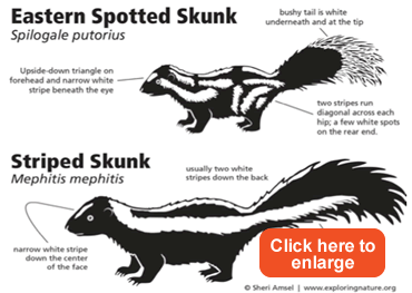 spotted skunk