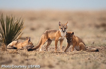 Swift fox—small, speedy and antisocial