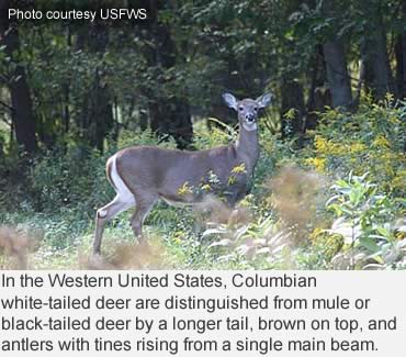 Columbian whitetails