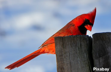 Great Backyard Bird Count Feb. 17-20