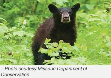 Be Bear Aware this Spring