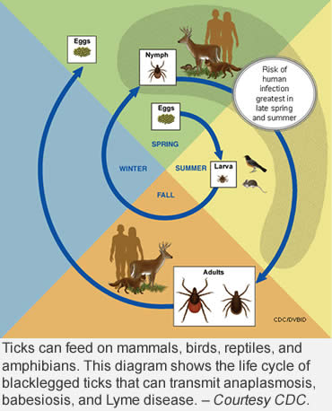 Time for a Tick Check