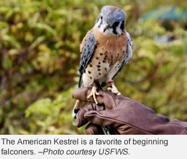 The smallest falcon has its own superpower