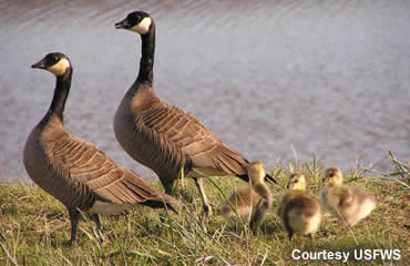 Unwelcome guests or feathered friends?