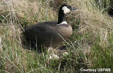 Unwelcome guests or feathered friends?